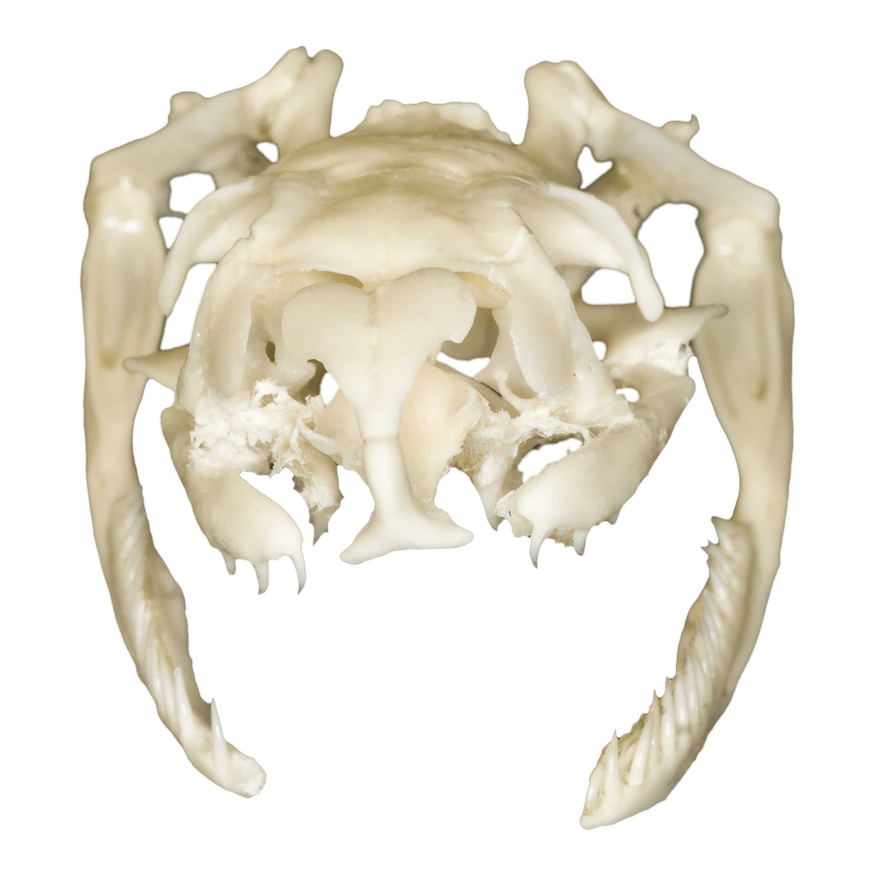 Authentic Non-Venomous Snake Skull Replica - Perfect for Halloween Decor, Science Education & Gothic Home Decor