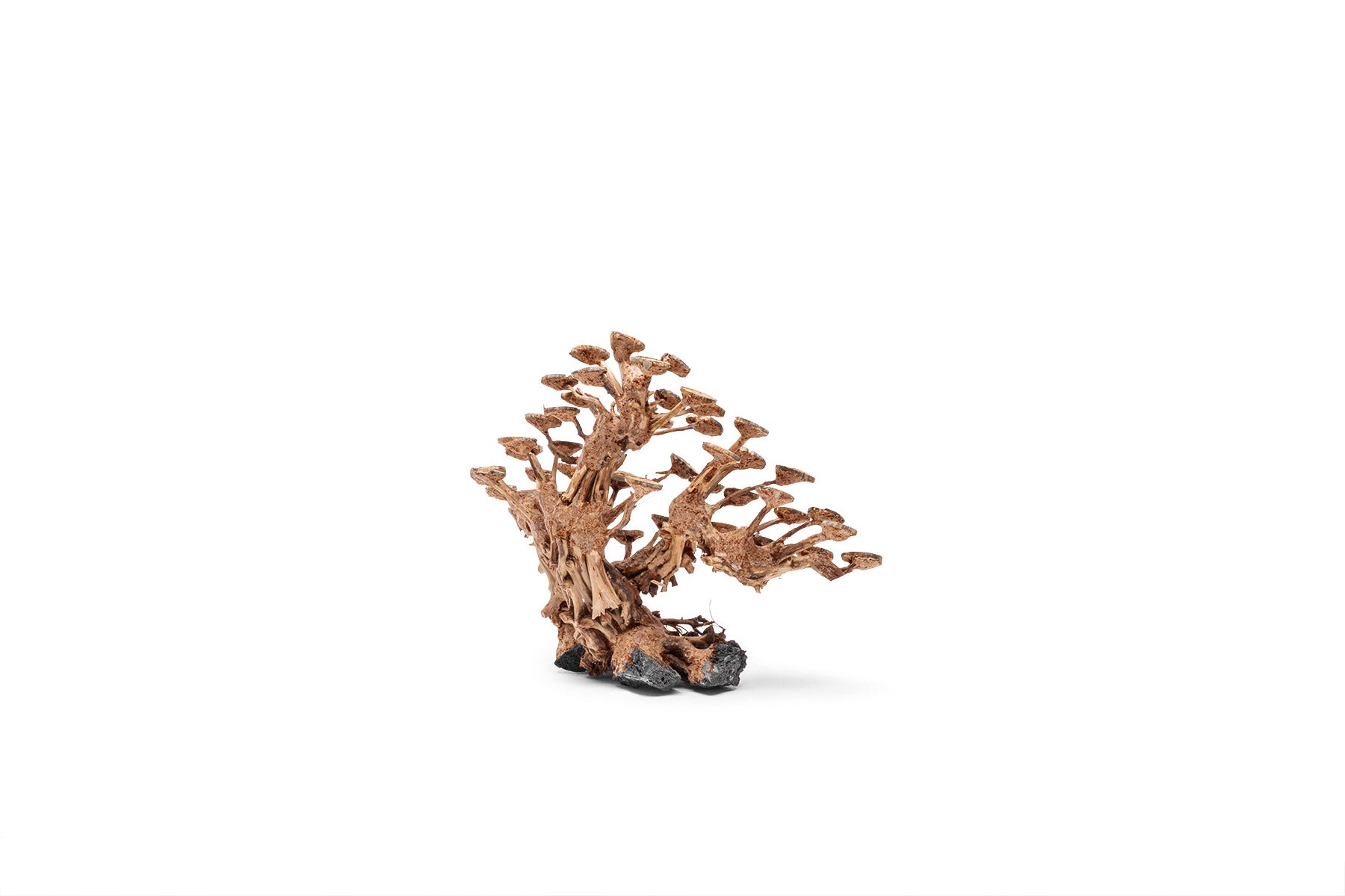 UNS Bonsai 016 - Premium Mini Bonsai Tree Kit for Home & Office Decor | Perfect for Zen Gardens, Desktop Decor, and Unique Gifts
