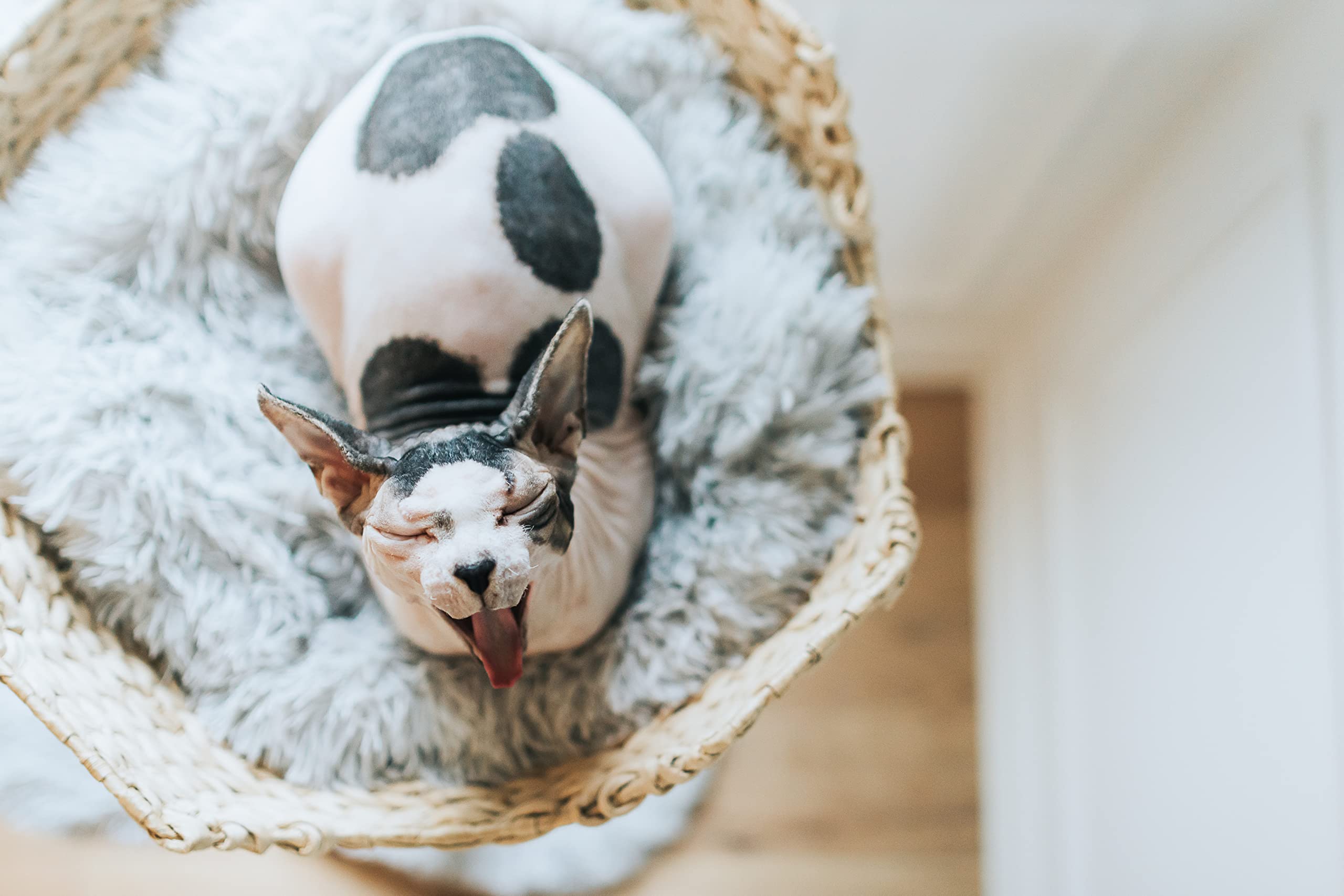 Modern Wooden Cat Tree Tower with Single Branch Condo - Natural Wood Cat Climbing Furniture for Indoor Cats - Perfect Cat Lover Gift for Home & Office - MAU LIFESTYLE (Bullet Gray) - Great for Play, Exercise & Relaxation
