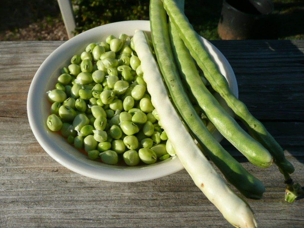 Zipper Cream Cowpea Seeds - Large, Easy-Shelling Cream Pea Variety - 2-3 ft Bushy Plants (100 Seeds) for Home Gardening & Southern Cooking