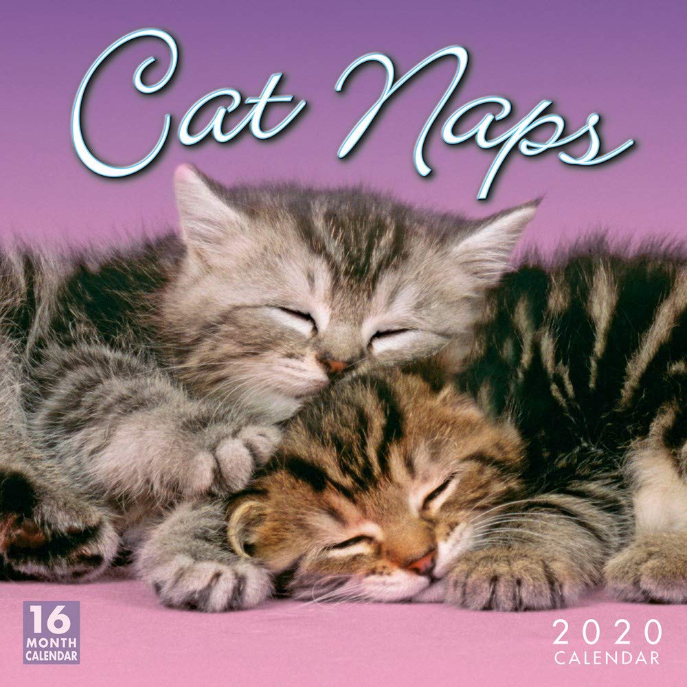 2020 Cat Naps Wall Calendar - Cute Feline Themed Monthly Planner for Home, Office & Gift Giving