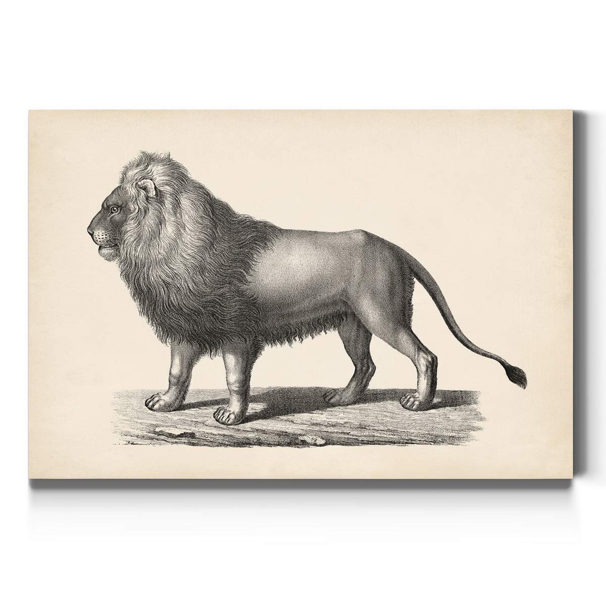 Brodtmann Lion Pencil Sketch Wall Art - African Safari Black & White Canvas Print, Premium Gallery Wrapped Ready to Hang Decor (32x48 Inches) | Handmade in USA | Perfect for Living Room, Office or Safari-Themed Nursery