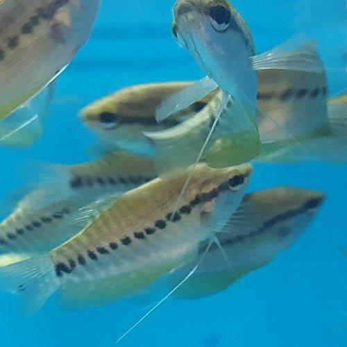 Snakeskin Gourami (Trichogaster pectoralis) - Premium Freshwater Aquarium Fish for Home & Office Tanks