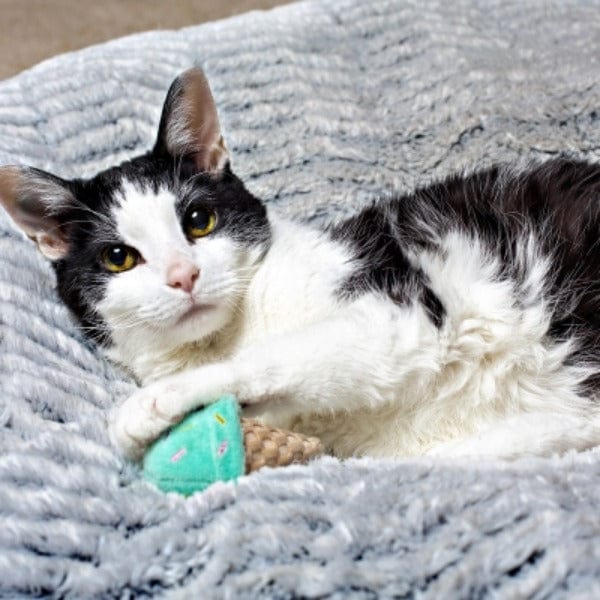 Multipet Ice Cream Cone Cat Toy - Fun Interactive Play for Kittens & Cats - Perfect for Indoor Play & Training