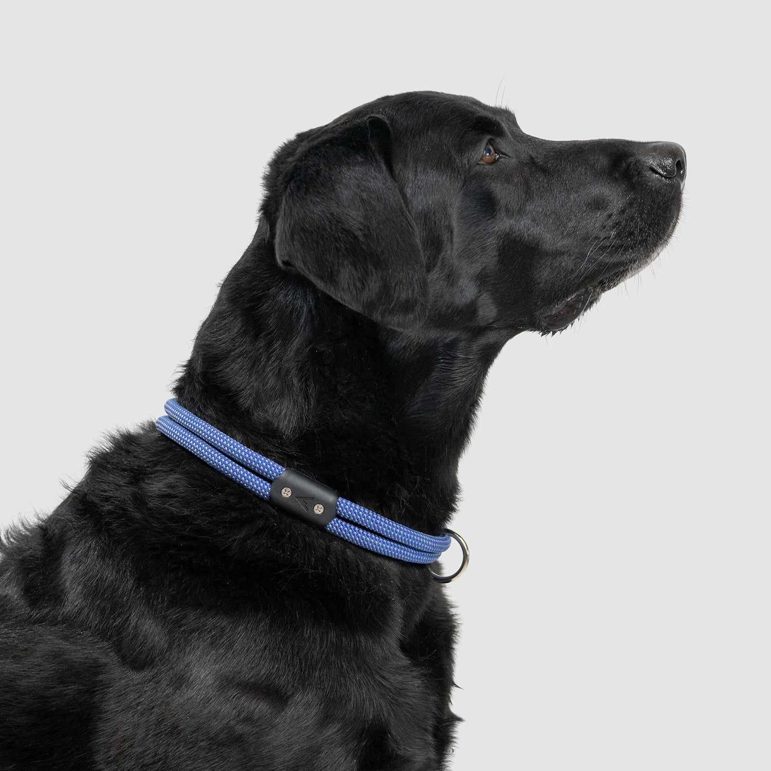 Lifetime Dog Collar - Durable Nylon Pet Collar with Quick-Release Buckle for Small Medium Large Dogs - Perfect for Daily Walks, Training & Outdoor Adventures