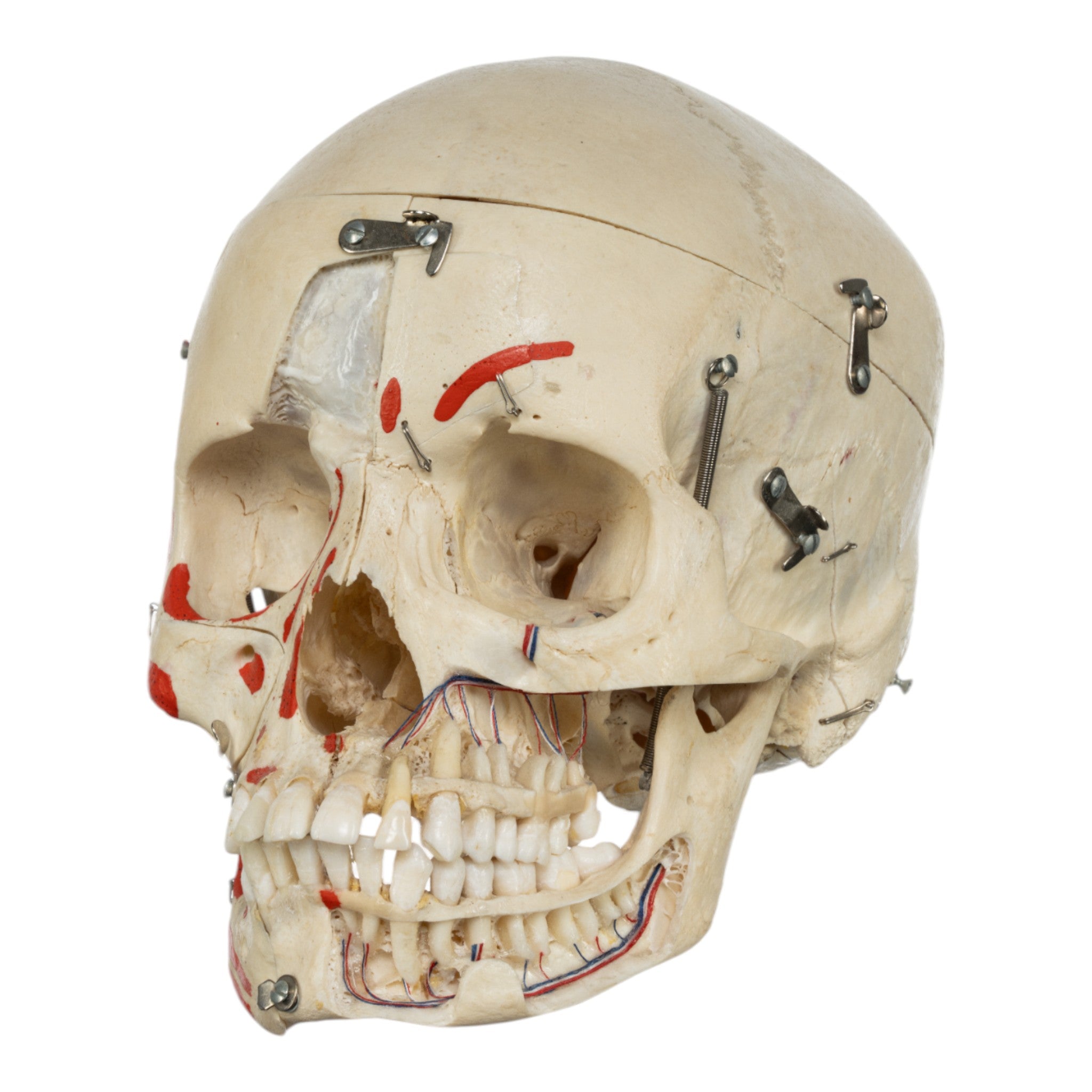 Authentic Real Human Skull for Medical Study - Perfect for Anatomy Education, Forensic Research & Halloween Decor