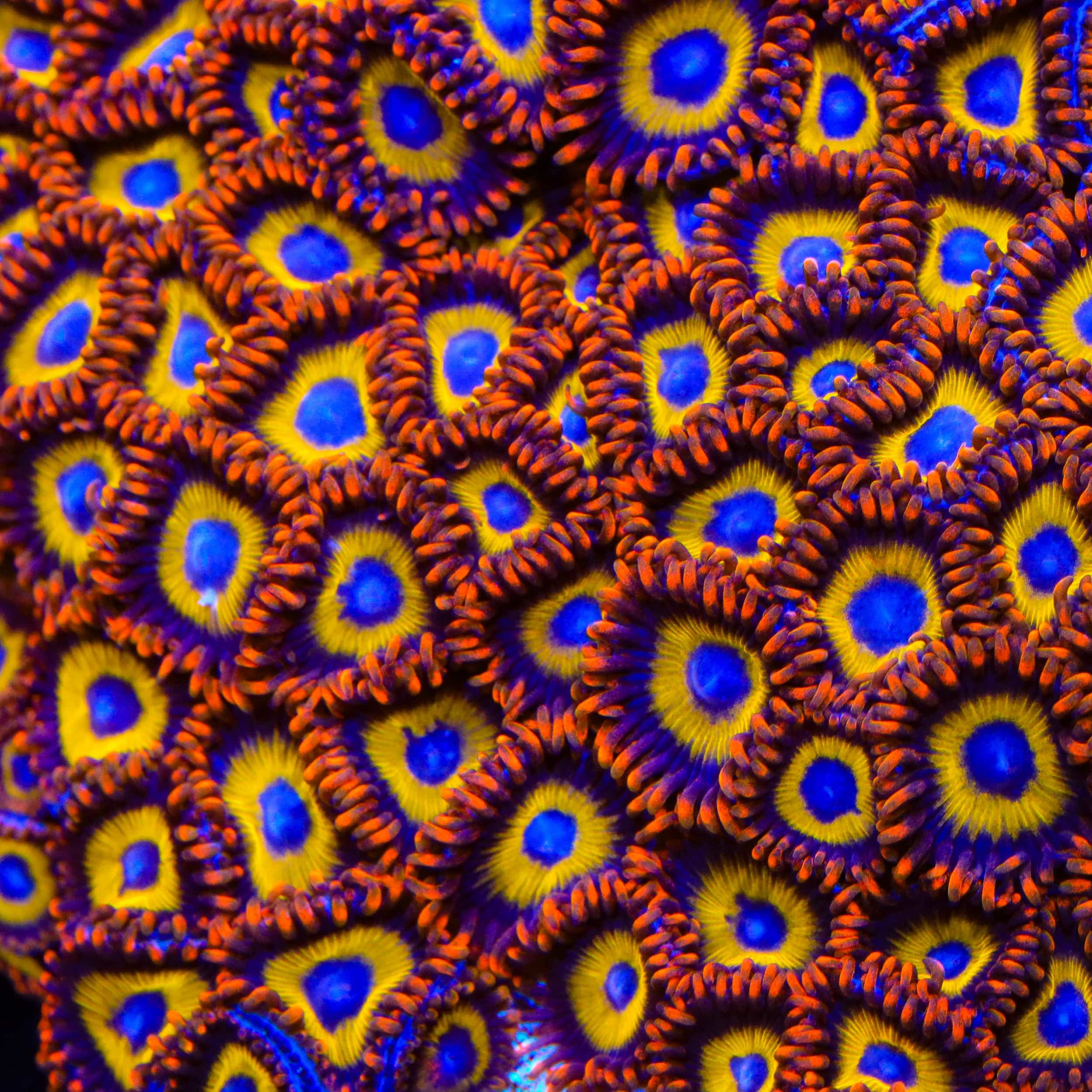 Premium Fruit Loops Zoanthids Coral for Saltwater Aquariums - Vibrant Colorful Coral for Reef Tanks & Marine Aquascaping