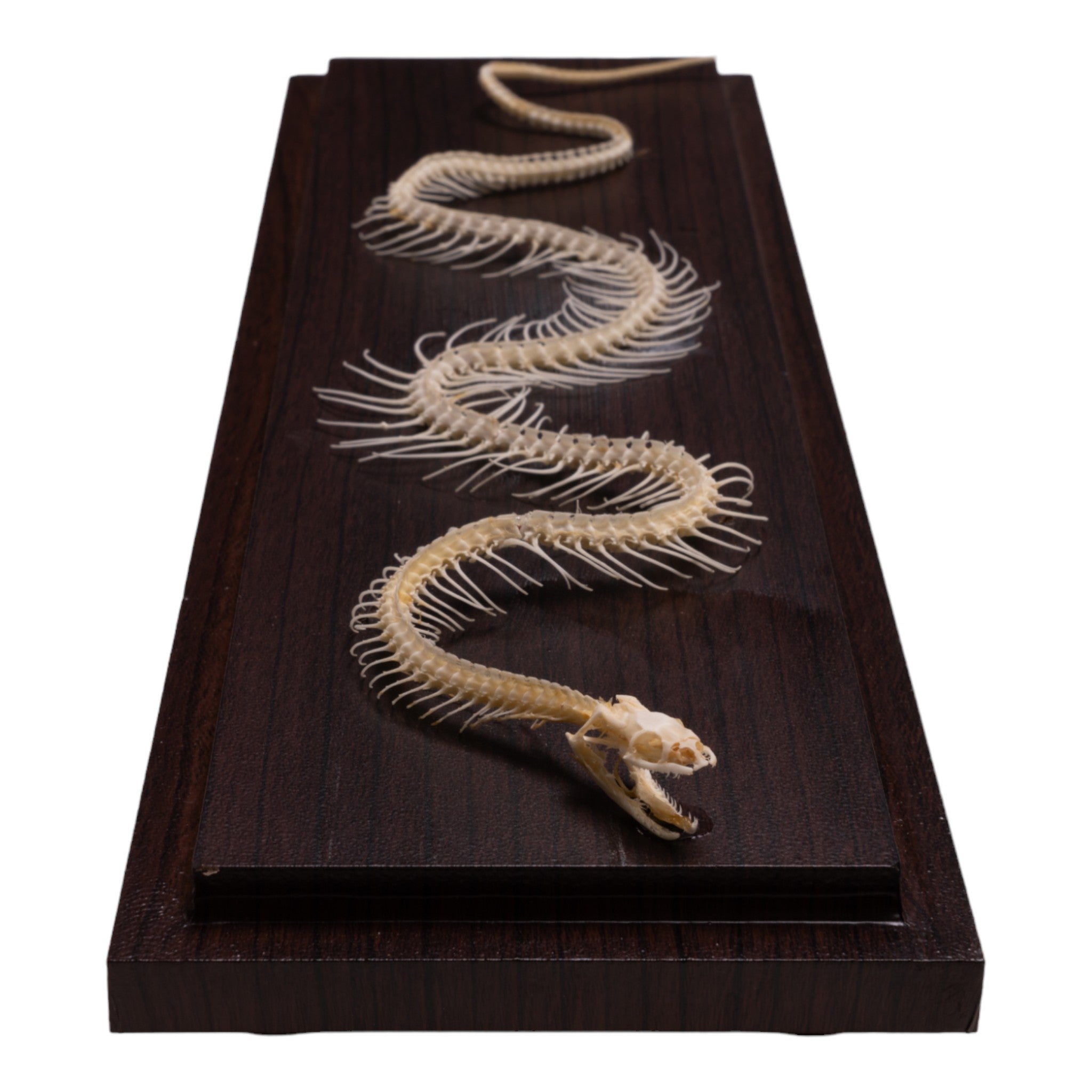 Non-Venomous Snake Skeleton Specimen - Authentic Reptile Display for Science Education & Home Decor | Perfect for Biology Classrooms, Halloween Decor, and Gothic Collections