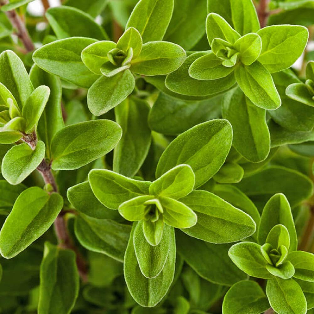 Sweet Marjoram Seeds 500 Count - Organic Herb Seeds for Home Gardening, Cooking & Sprouting | COOL BEANS N SPROUTS Brand | Perfect for Indoor Herb Gardens, Culinary Use & Fresh Salads