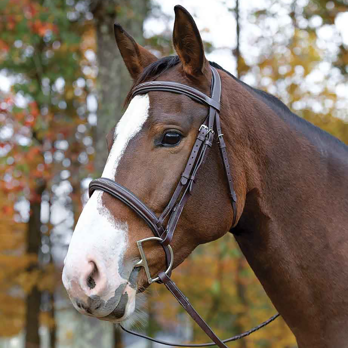 Avignon Ocala Bridle - Premium Leather Horse Bridle for Equestrian Riding, Training & Dressage - Perfect for English & Western Riding Styles