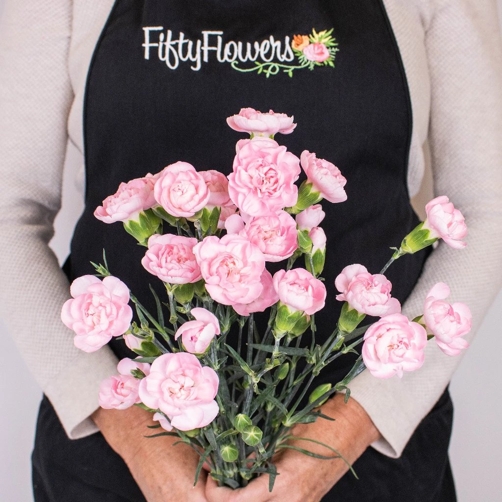 Blushing Pink Mini Carnation Flowers - Fresh Cut Flowers for Weddings, Home Decor & Gifts | Perfect for Bouquets, Centerpieces & DIY Floral Arrangements