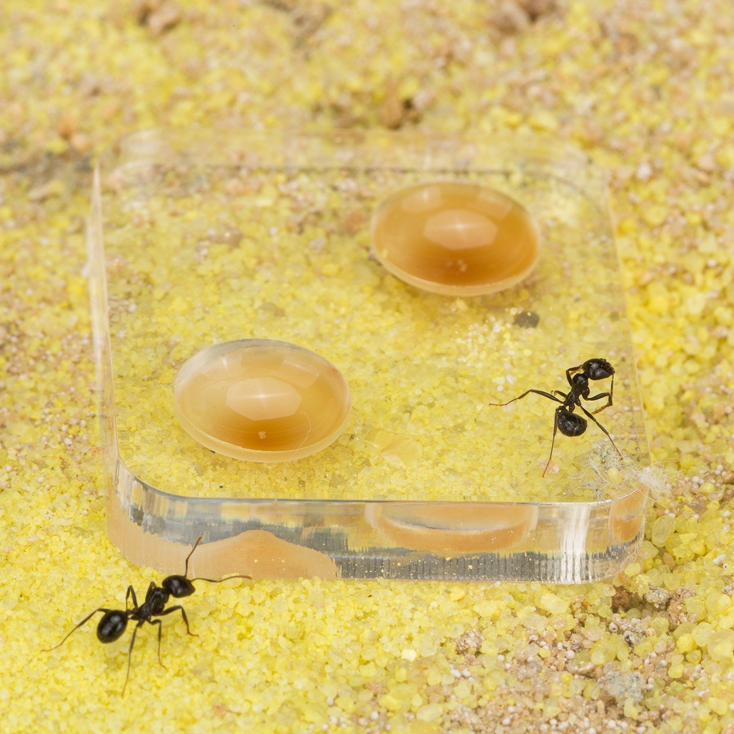 Live Ant Farm Kit - Educational Formicarium for Kids & Adults | STEM Learning Toy for Home & Classroom Science Projects