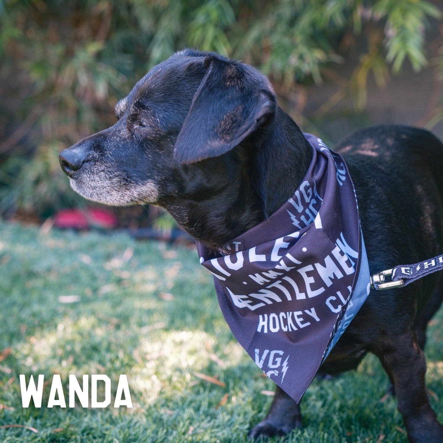 Premium Dog Bandana - Customizable Pet Bandana for Dogs & Cats - Perfect for Pet Grooming, Photos & Special Occasions