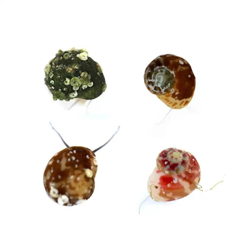 Premium Collonista Snails for Saltwater Aquariums | Sustainably Aquacultured Live Snails | Perfect for Reef Tanks & Nano Aquascaping