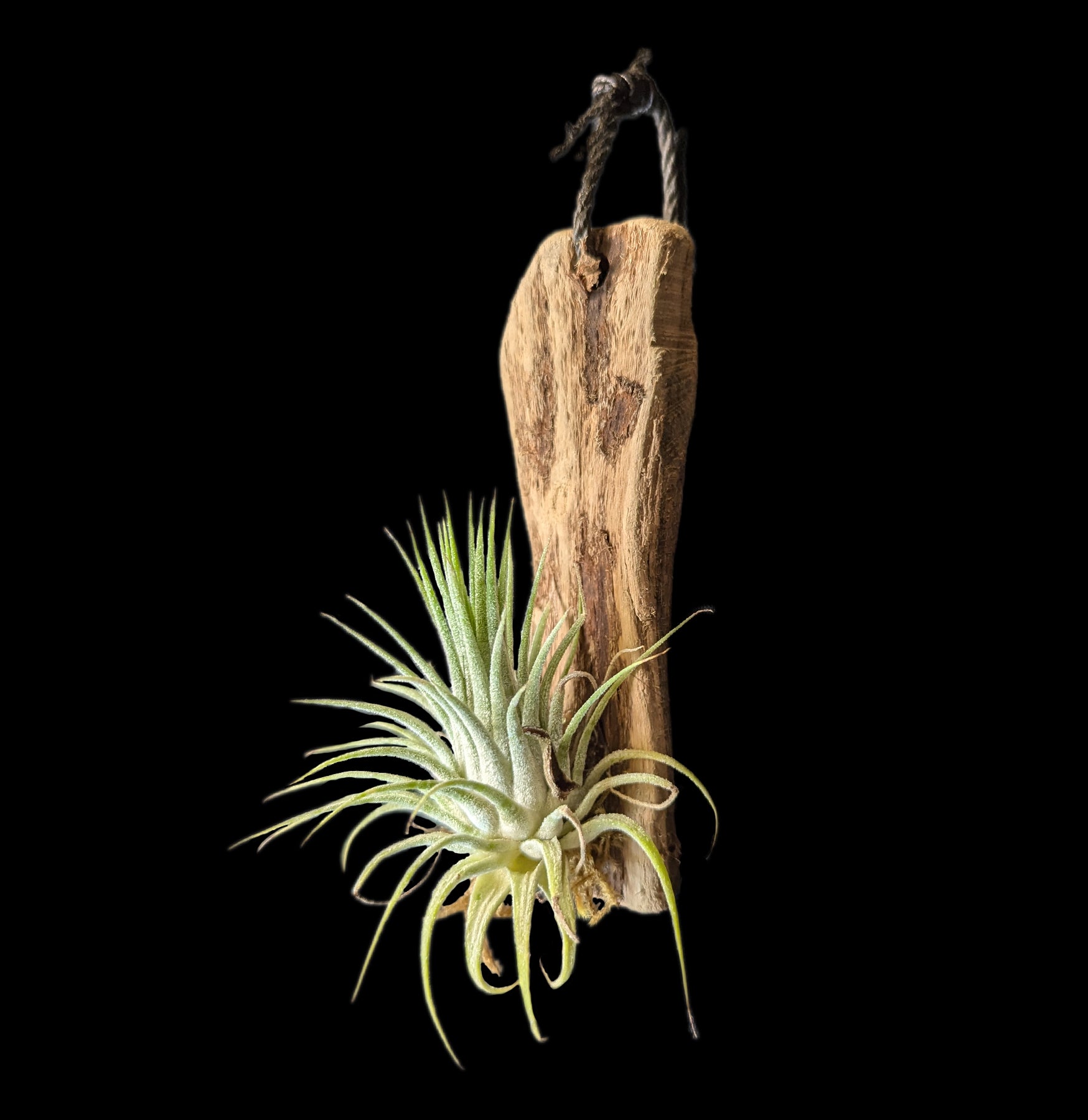 Air Plants (Tillandsia) for Hanging or Mounting - Perfect for Home Decor, Terrariums & Office Spaces