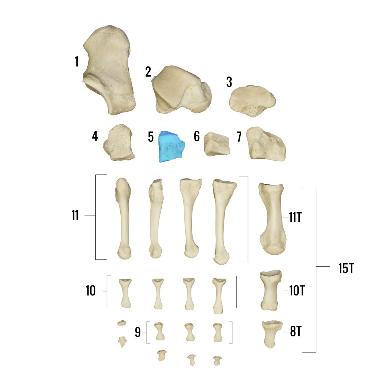 Real Human Foot Skeleton Model - Anatomically Accurate Individual Bones for Medical Study, Education & Display