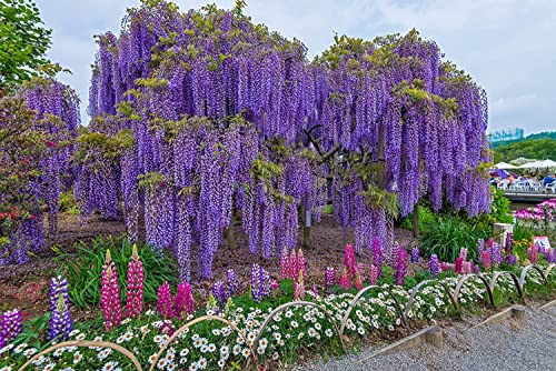 Chinese Wisteria