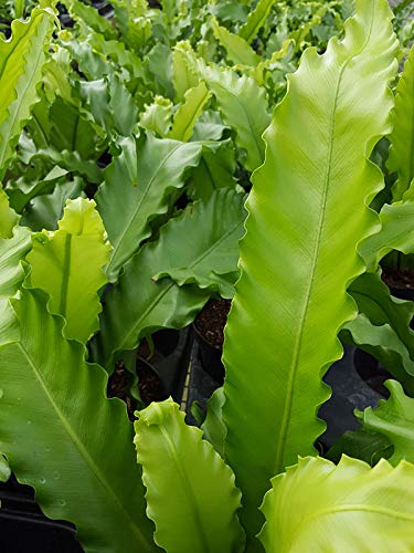 Japanese Bird's Nest Fern (Asplenium Nidus) - 3 Live House Plants in 4 Inch Pots - Easy Care Indoor Fern for Home & Office Decor - Perfect for Living Rooms, Bathrooms & Low Light Spaces