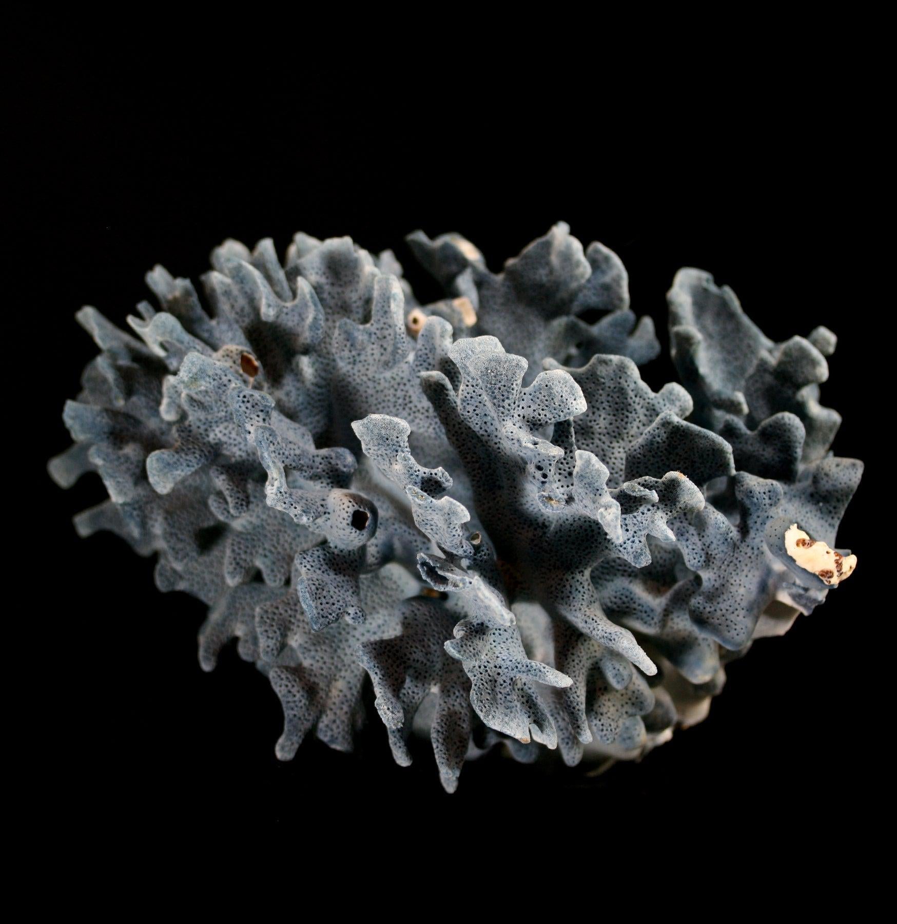 Premium Blue Heliopora Coerulea Coral for Saltwater Aquariums - Vibrant Live Coral for Reef Tanks & Marine Aquascaping