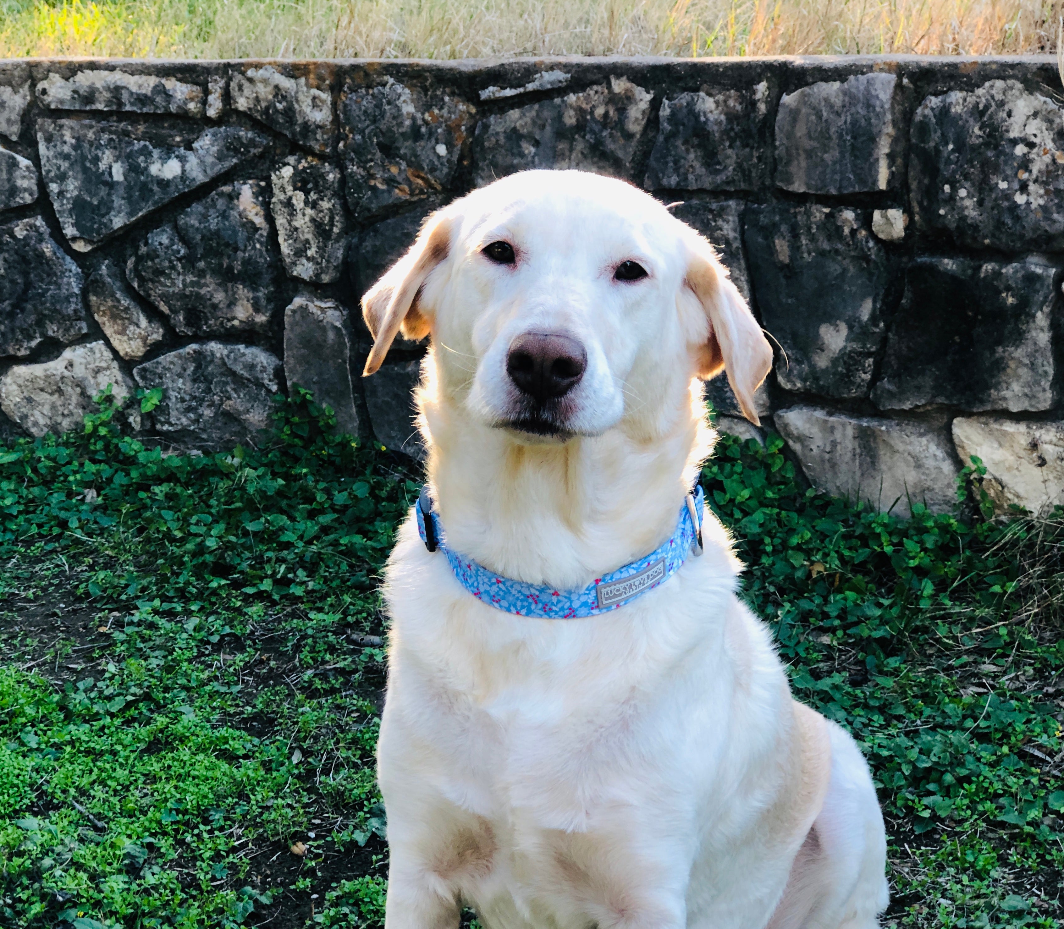 Winter Blue Dog Collar - Reflective Nylon Pet Collar with Metal Buckle for Small Medium Large Dogs - Perfect for Night Walks, Outdoor Adventures & Cold Weather Protection