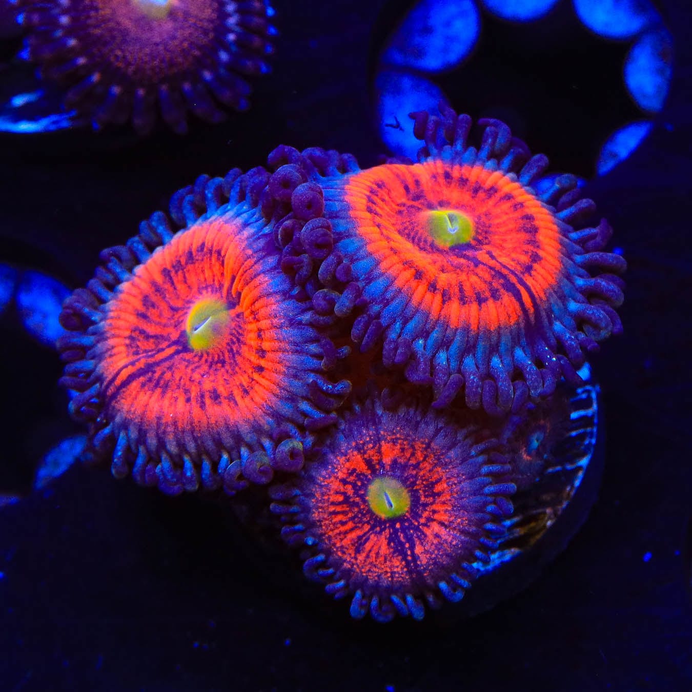 Everlasting Gobstopper Zoanthids Coral - Vibrant Saltwater Coral for Reef Aquariums & Marine Tanks | Perfect for Aquascaping and Coral Propagation