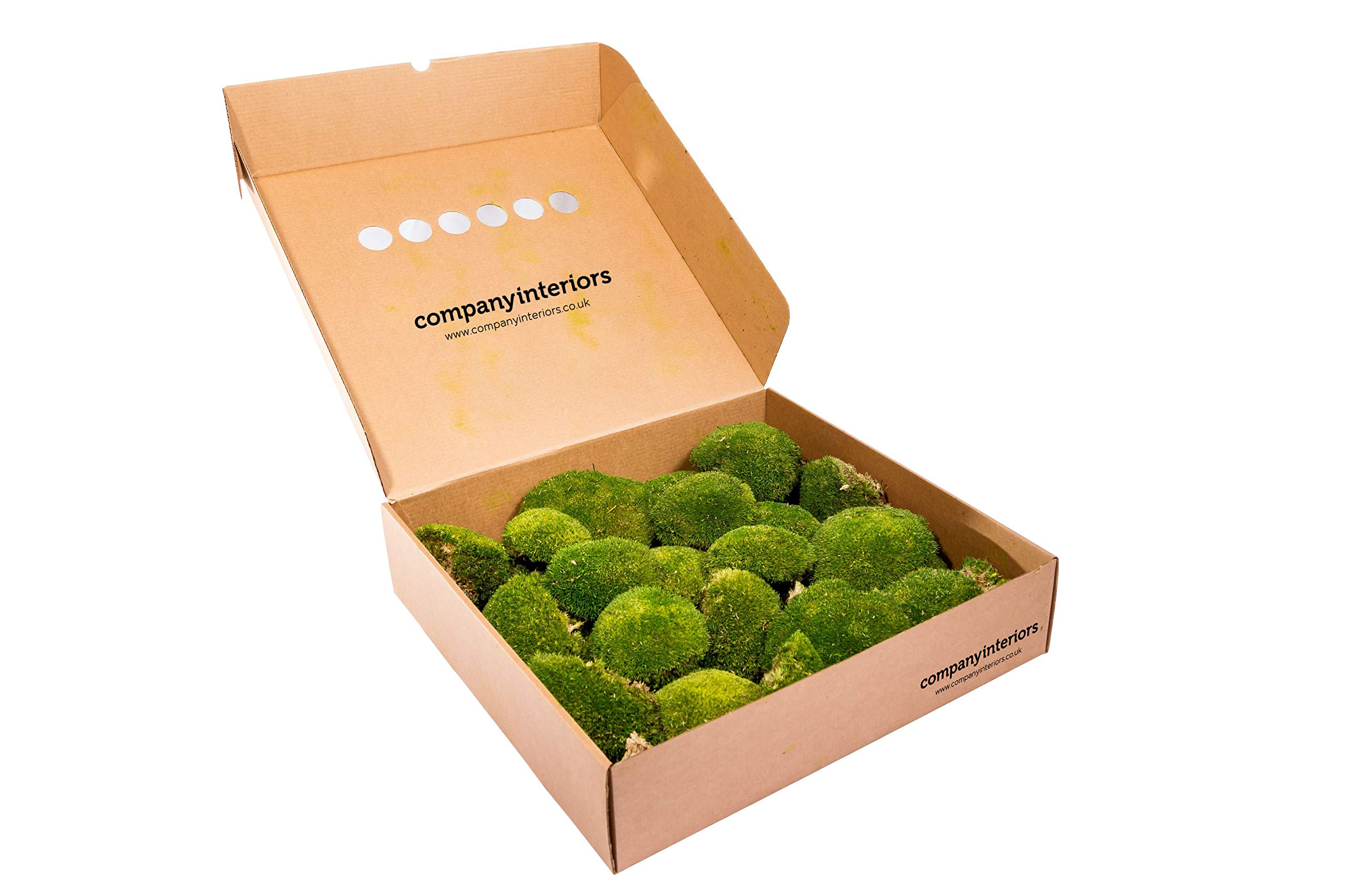 Preserved Bun Moss Light Green - Natural Moss for Moss Walls, Frames & Home Decor | No Maintenance | Perfect for Living Rooms, Offices & Event Decorations