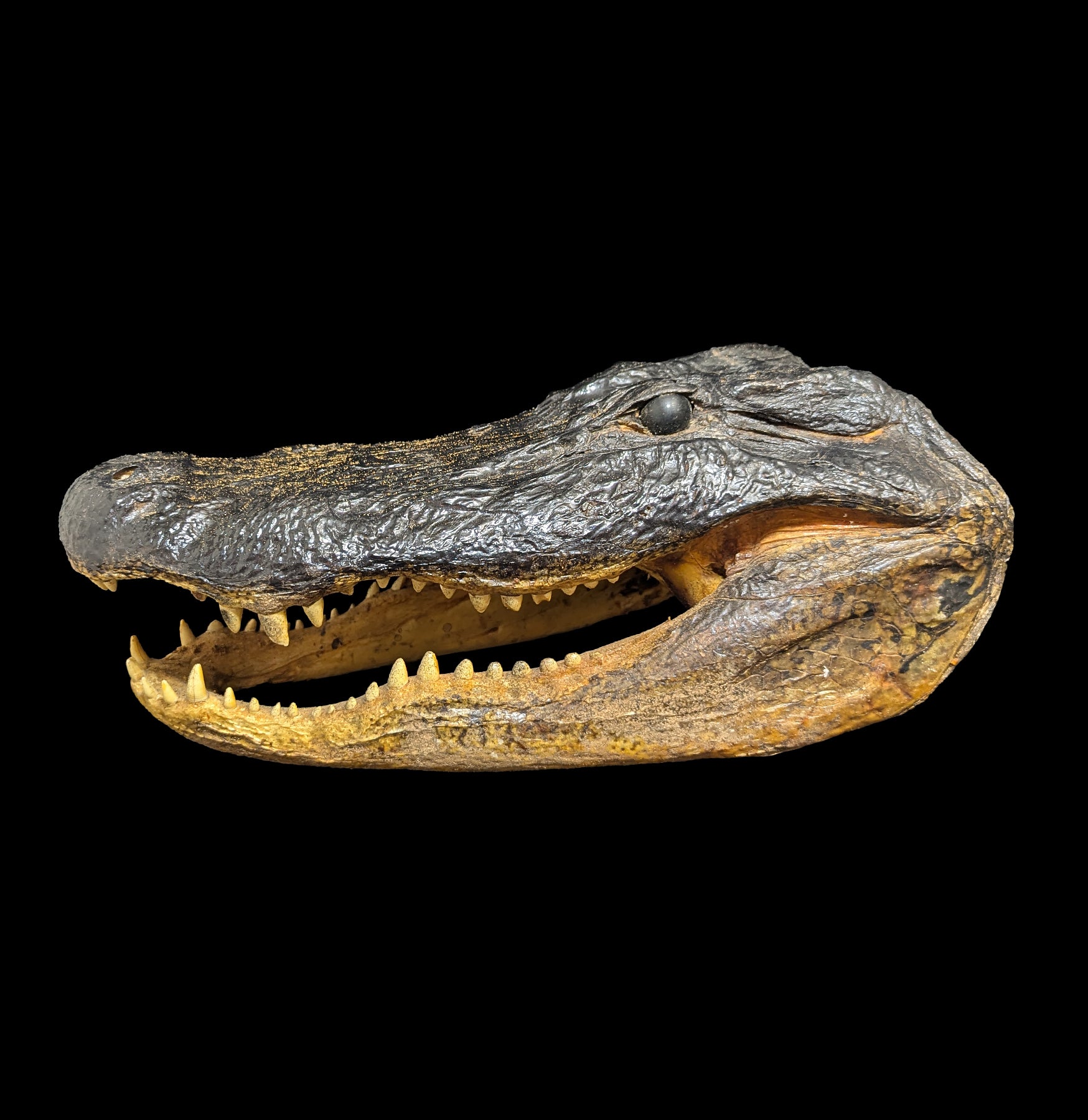 Authentic Taxidermy Alligator Head Specimen - Realistic Mounted Alligator Skull for Home Decor, Hunting Lodge, or Man Cave Display - Perfect for Wildlife Enthusiasts and Unique Gift Ideas