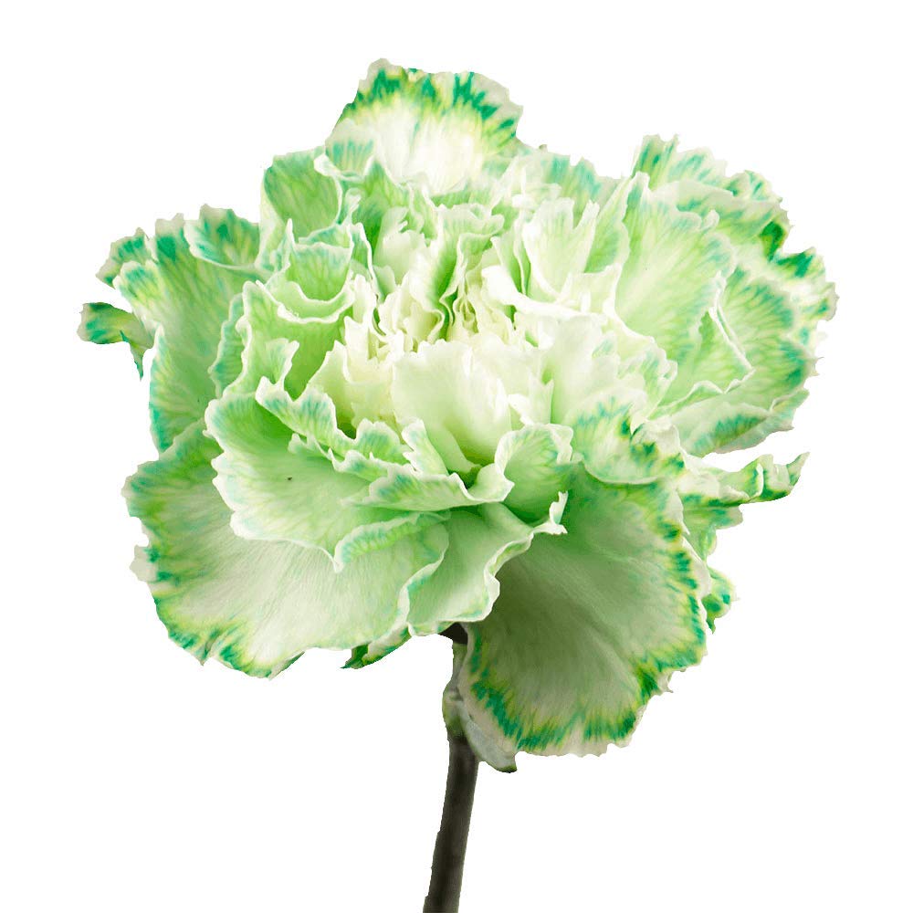 Fresh Cut Green Carnations Bulk - 300 Stems for Mother's Day, Wedding Bouquets, Birthday Gifts, Anniversary Decor & Bridal Showers | Long-Lasting Flowers for Centerpieces, Home Decor & Special Events