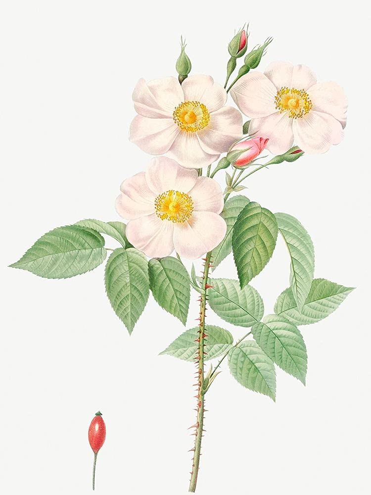 Pierre Joseph Redoute Damask Rose Art Print - 18x24 Floral Botanical Poster Decor for Living Room, Bedroom & Office | Rosa Damascena Rosewood Rose Petal Wall Art