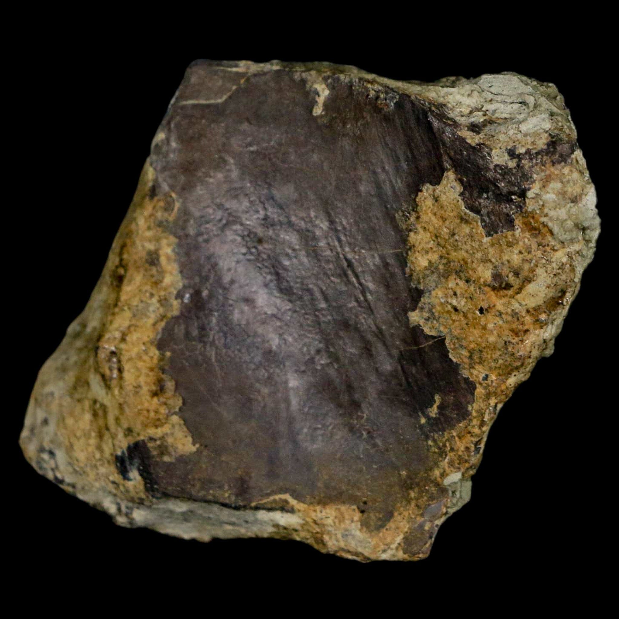 Authentic Stegosaurus Fossil Bone from Morrison Formation Wyoming - Jurassic Dinosaur Fossil with COA - Perfect for Paleontology Collectors & Dinosaur Enthusiasts
