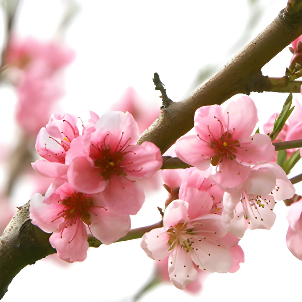 Pink Peach Blossom Branches for Home Decor - Artificial Cherry Blossom Flowers for Wedding, Party, Spring Decoration - Perfect for Vase Arrangements, Centerpieces, and Floral Displays