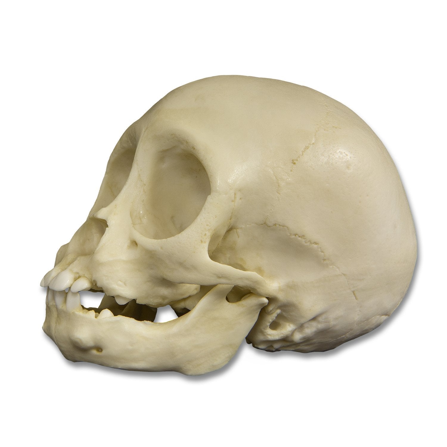 Replica Infant Lowland Gorilla Skull - 6 Months Old Lifesize Model - Perfect for Science Classrooms, Biology Studies & Animal Skull Collections