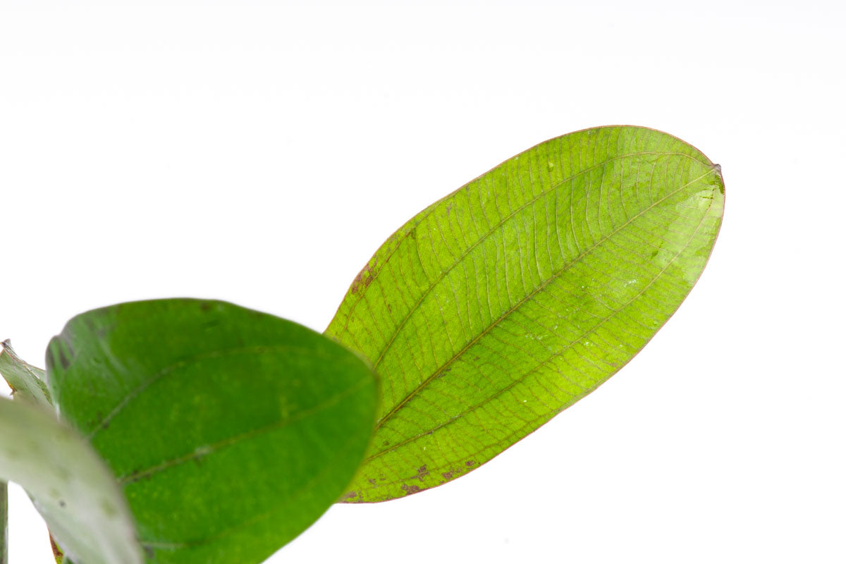 Echinodorus Impai Live Aquarium Plant - Freshwater Aquatic Plant for Fish Tanks, Ponds & Aquascaping | Perfect for Beginners & Planted Aquariums
