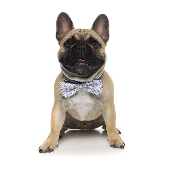 Fuzzyard Adjustable Bow & Arrow Pet Bow Tie for Dogs & Cats - 2 Sizes (Small & Large) - Perfect for Weddings, Parties & Photo Shoots