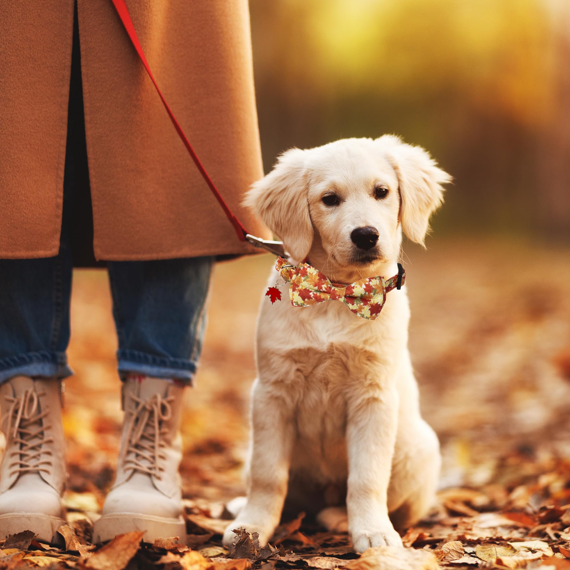 ADOGGYGO Adjustable Fall Dog Collar with Removable Bowtie - Autumn Leaves Pattern Thanksgiving Pet Collar for Small Medium Large Dogs - Perfect for Thanksgiving Photos & Seasonal Outings