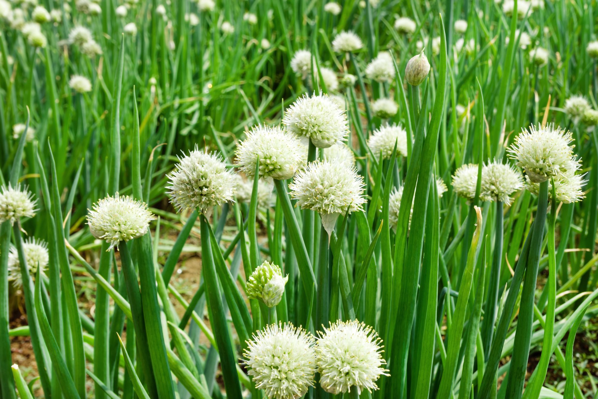 Evergreen Bunching Onion 300 Seeds - Allium Fistulosum Heirloom Non-GMO Open Pollinated Untreated Seeds for Home Gardening, Cooking & Fresh Salads