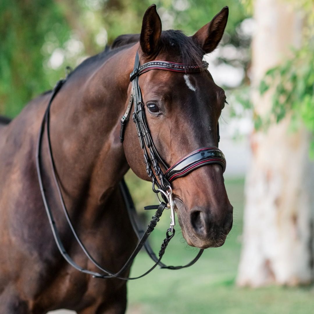 Halter Ego Hayworth Double Bridle for Dressage & English Riding - Premium Leather Horse Bridle for Show Jumping & Equestrian Competitions