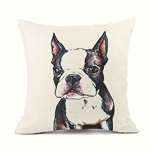 Boston Terrier
