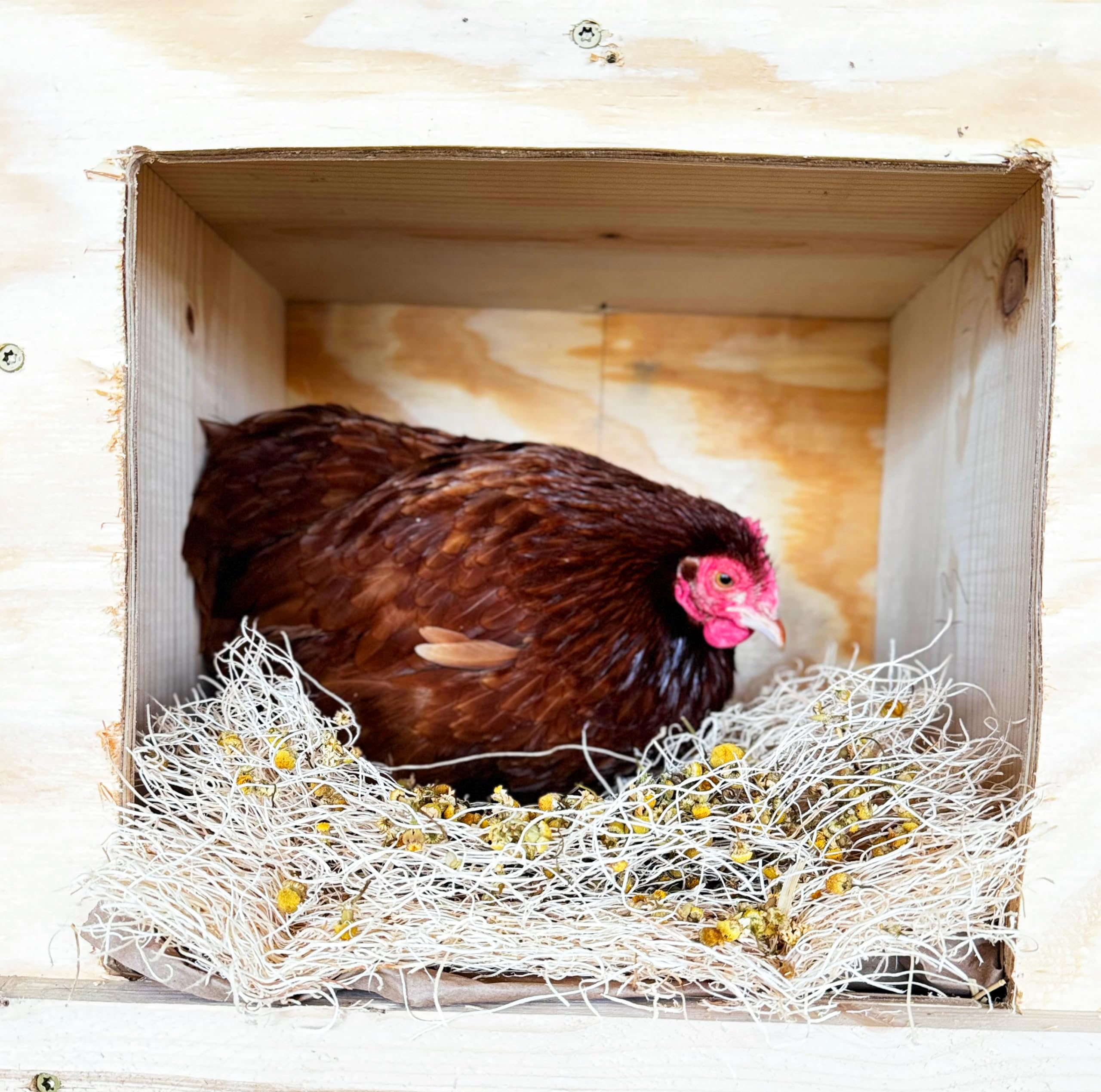 Premium Aspen Chicken Nesting Pads with Lavender & Chamomile - 5 Count | Soft Fluffy Nesting Liners, Herbal Bedding for Egg Laying, Coop Supplies - Perfect for Backyard Chickens & Poultry Comfort