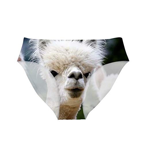 Alpaca-8