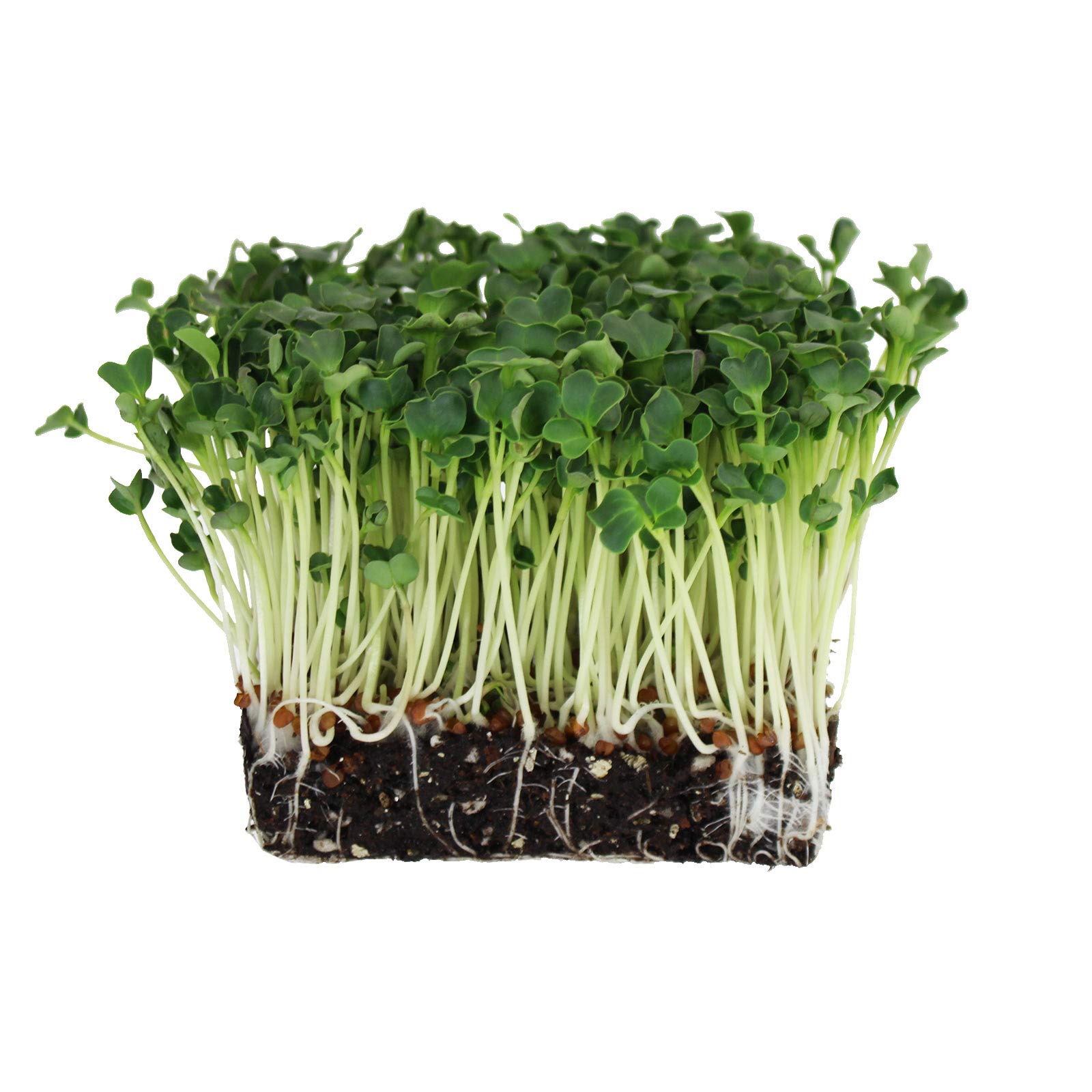 Organic Radish Sprouting Seeds - 4 Oz Non-GMO Heirloom Seeds for Microgreens, Hydroponics, Gardening, Cooking & Food Storage - Perfect for Salads, Sandwiches, Soups & Healthy Eating