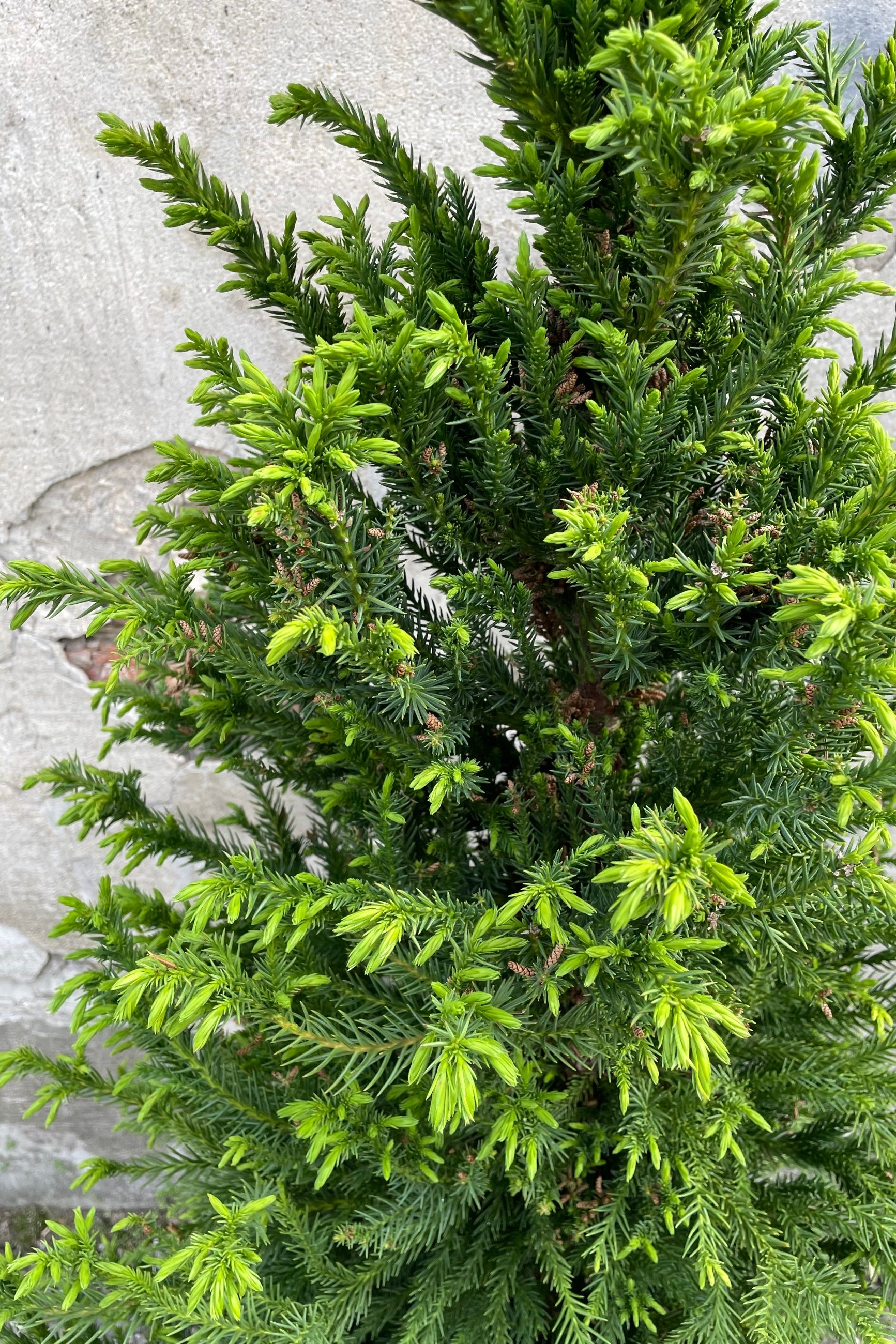 Black Dragon Japanese Cedar (Cryptomeria japonica) - #6 Container Size | Evergreen Privacy Tree for Landscaping & Garden Borders