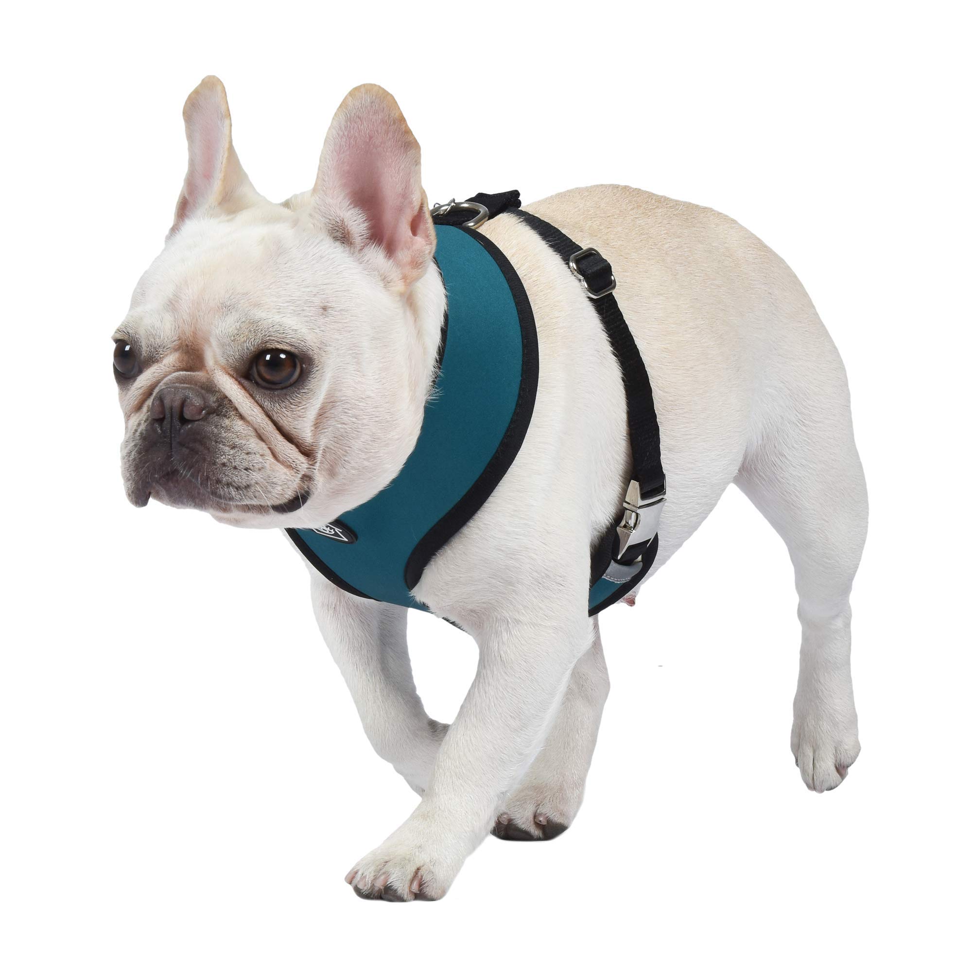 Jonathan Adler Leo Reversible Dog Harness - Small | Fashionable Leopard Print Pet Accessory for Small Dogs | Perfect for Walks, Travel & Outdoor Adventures