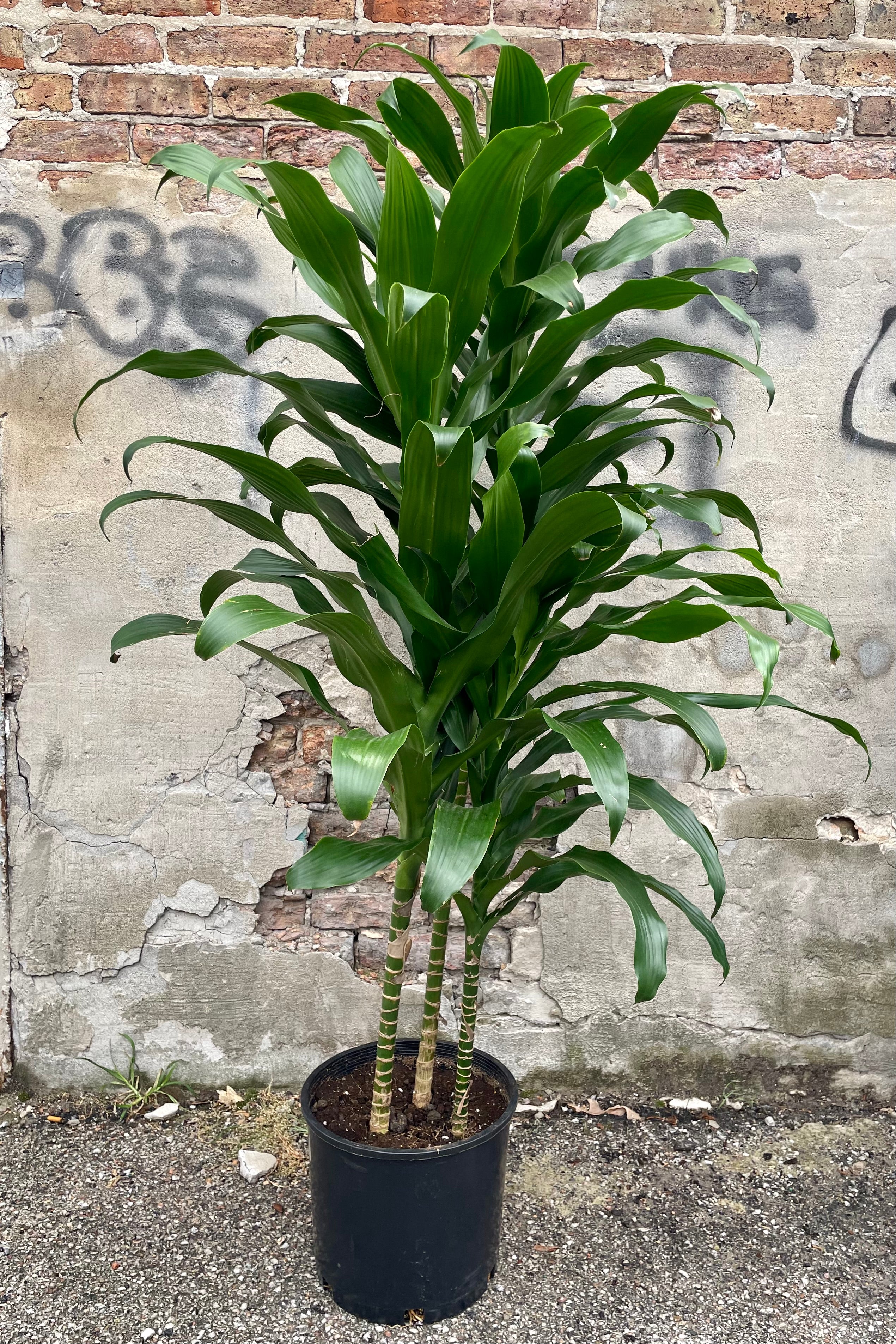Dracaena 'Michiko' 12