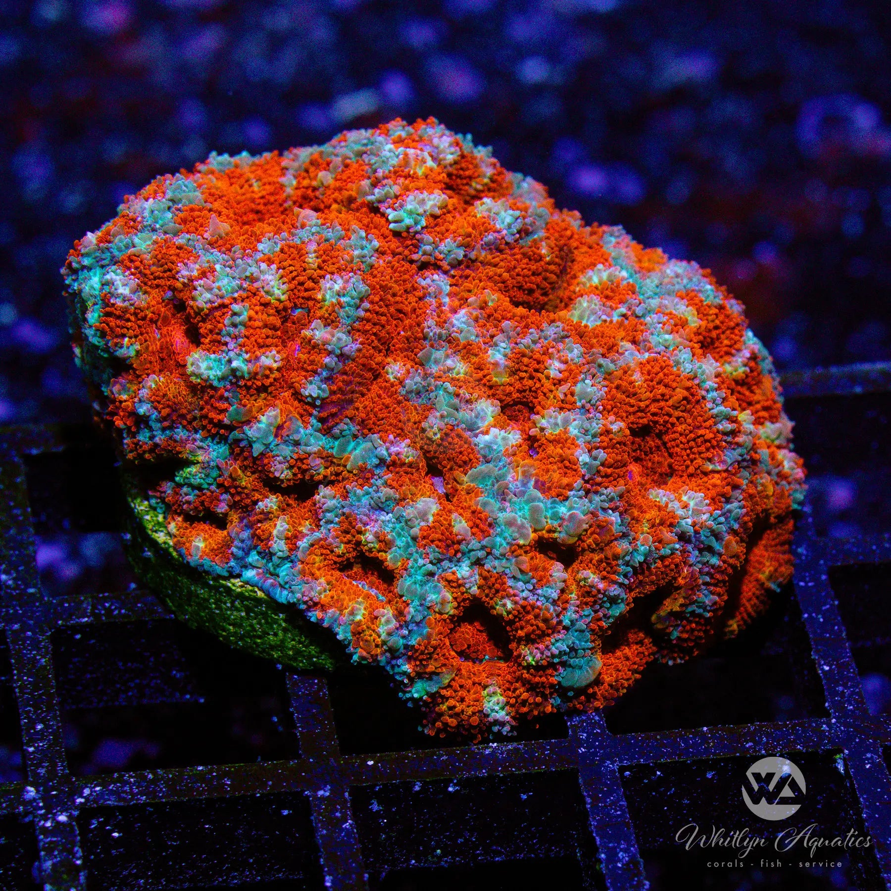 N3 WA Fire & Ice Acan Coral - WYSIWYG Live Coral for Saltwater Aquariums | Perfect for Reef Tanks & Marine Displays