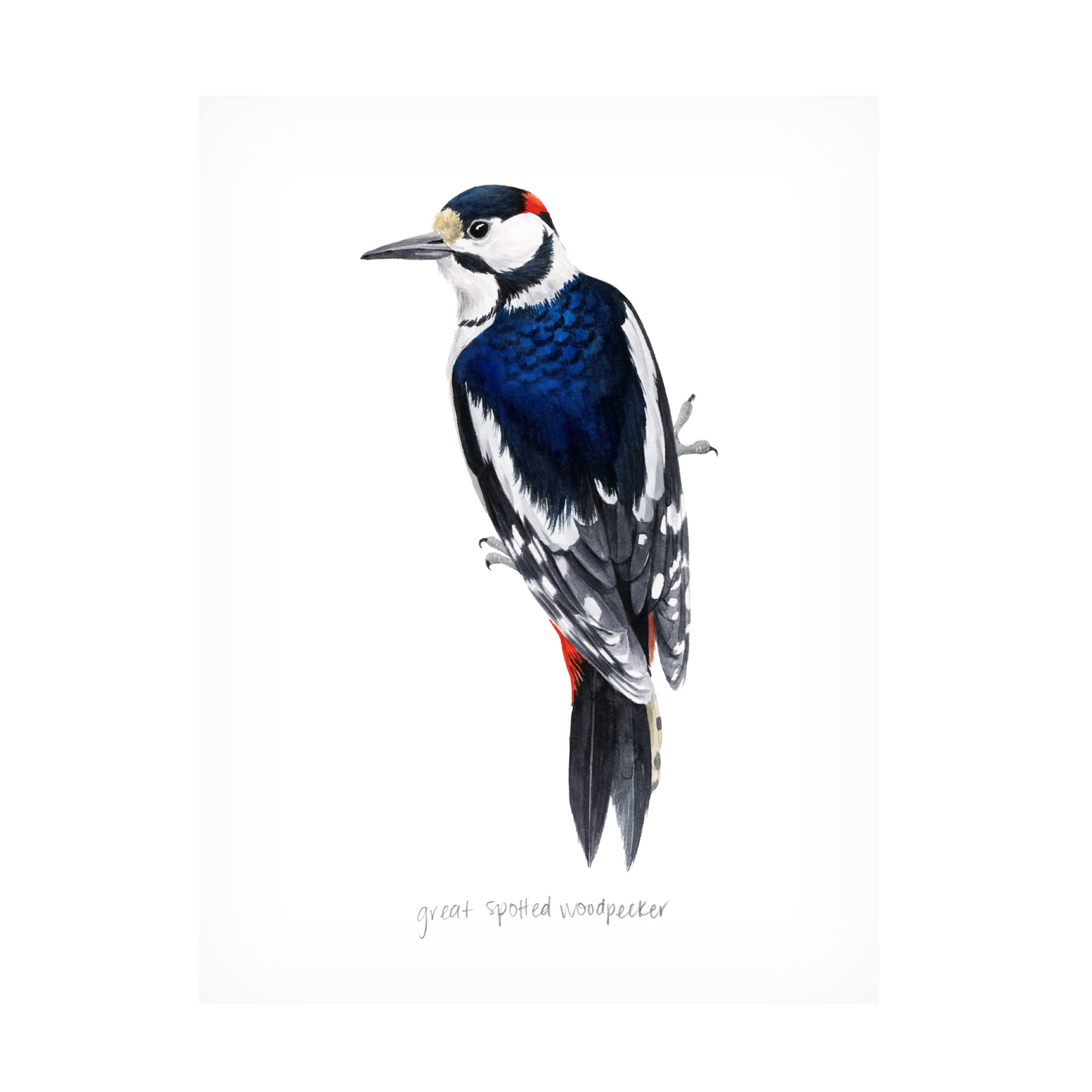 Grace Popp Watercolor Woodpecker II Canvas Art Print - Handmade Nature Bird Painting for Home & Office Wall Decor - Perfect for Living Room, Bedroom or Gift
