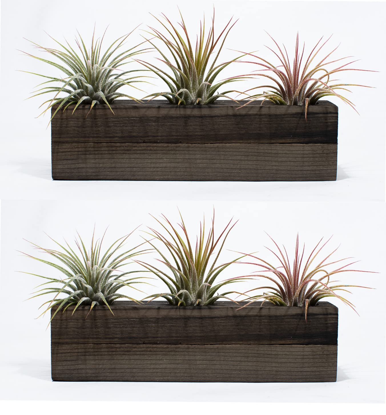 CALI KIWI PROS Air Plant Decor - 2 Pack Air Plant Holders with 6 Live Air Plants (Aged Wash) - Perfect for Home, Office & Wedding Decor