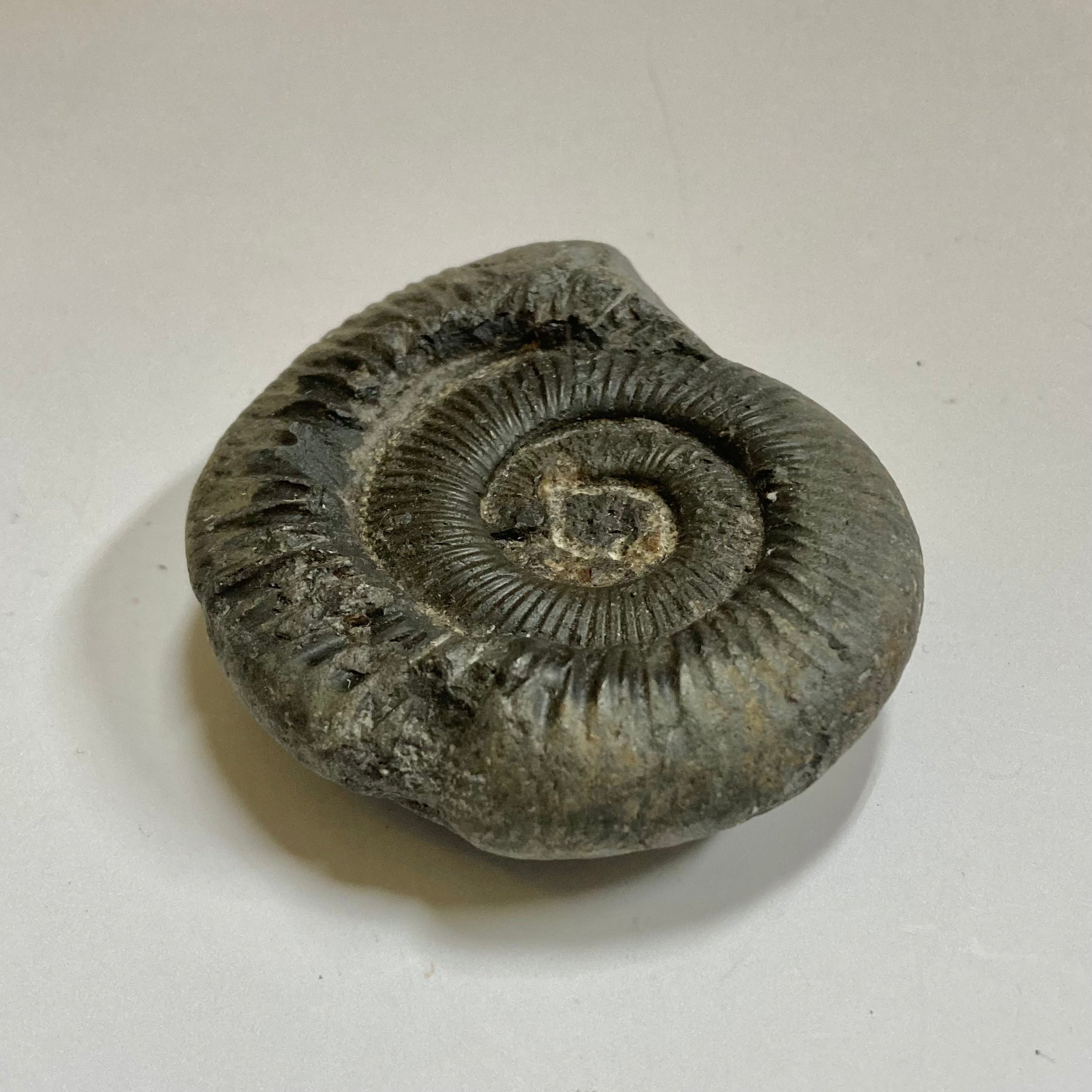 Authentic Dactylioceras Ammonite Fossil - Natural Jurassic Ammonite Specimen for Collectors, Home Decor & Educational Use