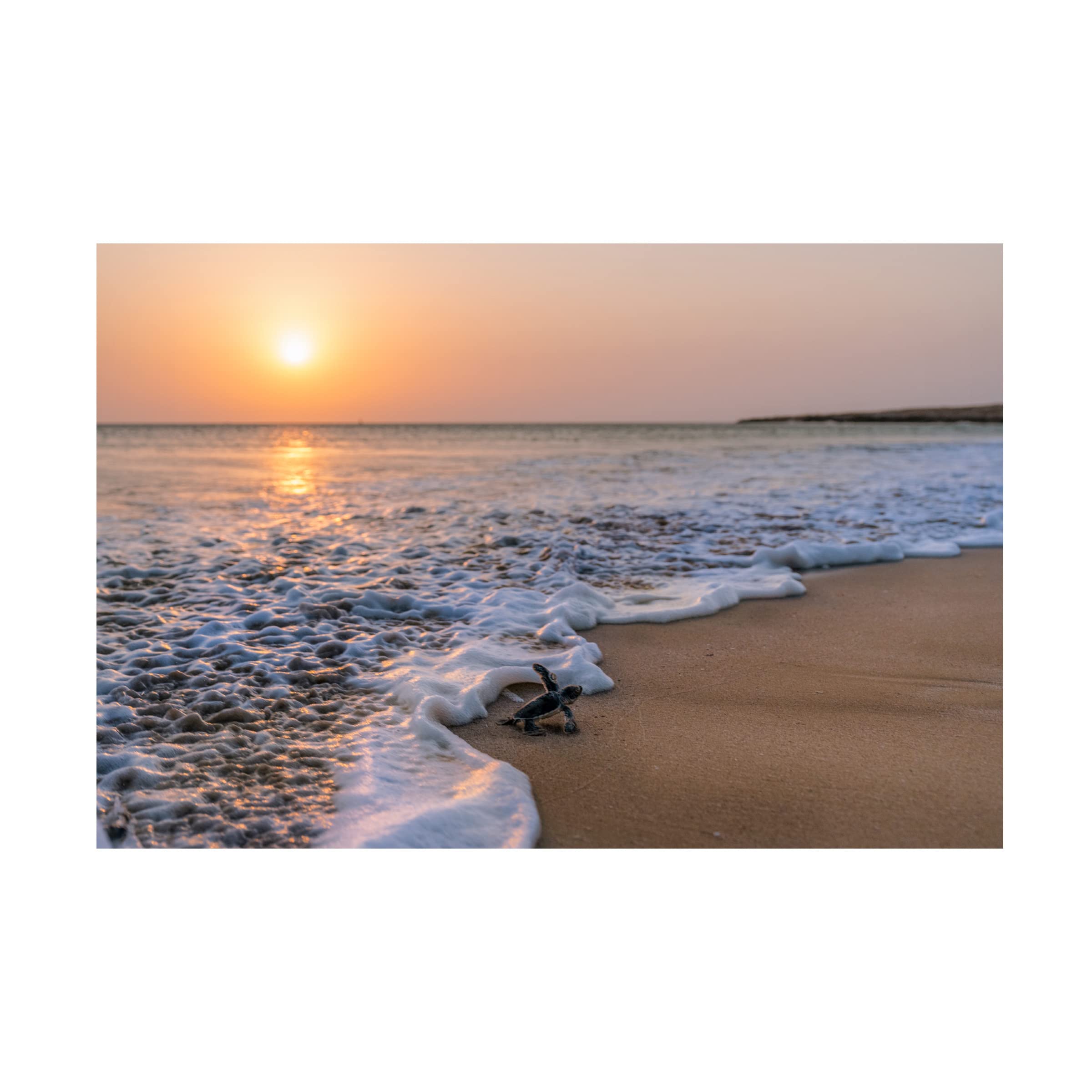 Trademark Fine Art 'Green Turtle' Canvas Wall Art by Haitham AL Farsi - Perfect for Beach House Decor, Ocean Theme Living Room & Coastal Bedroom Design