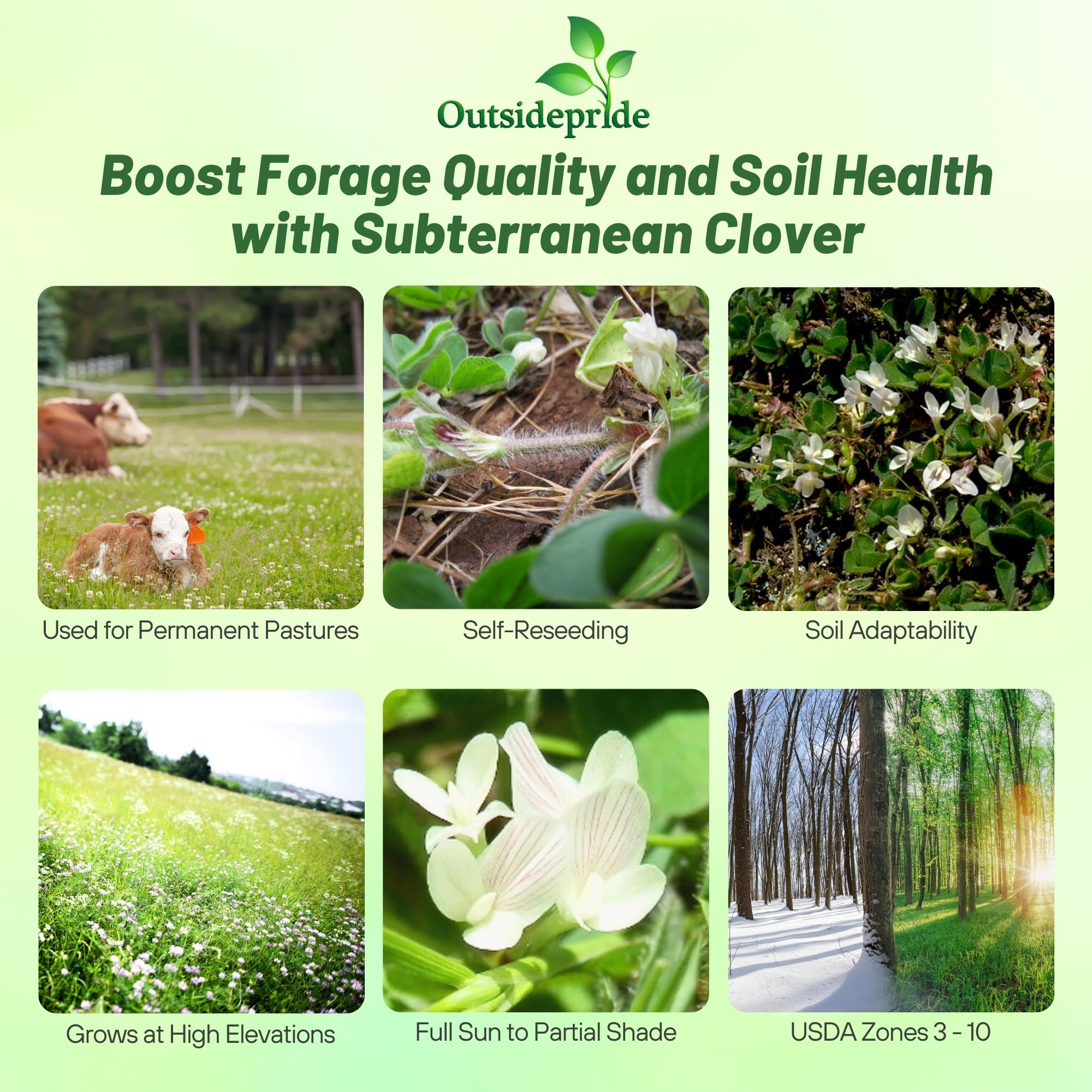 Outsidepride Annual Subterranean Clover Seeds for Lawn - 50 lbs. Cold Hardy, Nitrogen-Fixing Cover Crop Seeds for Pasture, Forage & Ground Cover | Soil Improvement & Wildlife Grazing | Perfect for Pastures, Gardens & Erosion Control
